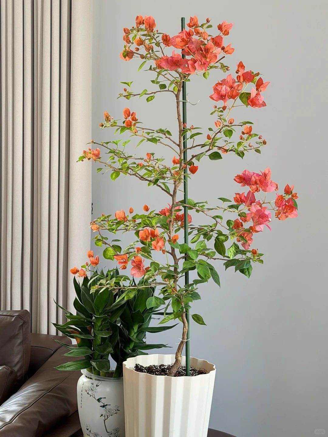 Tết 2026 có nên tậu một chậu hoa giấy bonsai về chưng nhà? Câu trả lời khiến ai yêu cây cũng “xiêu lòng”- Ảnh 18.