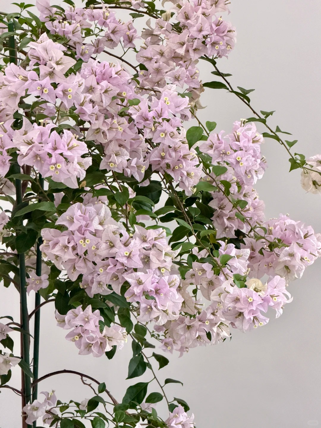 Tết 2026 có nên tậu một chậu hoa giấy bonsai về chưng nhà? Câu trả lời khiến ai yêu cây cũng “xiêu lòng”- Ảnh 7.