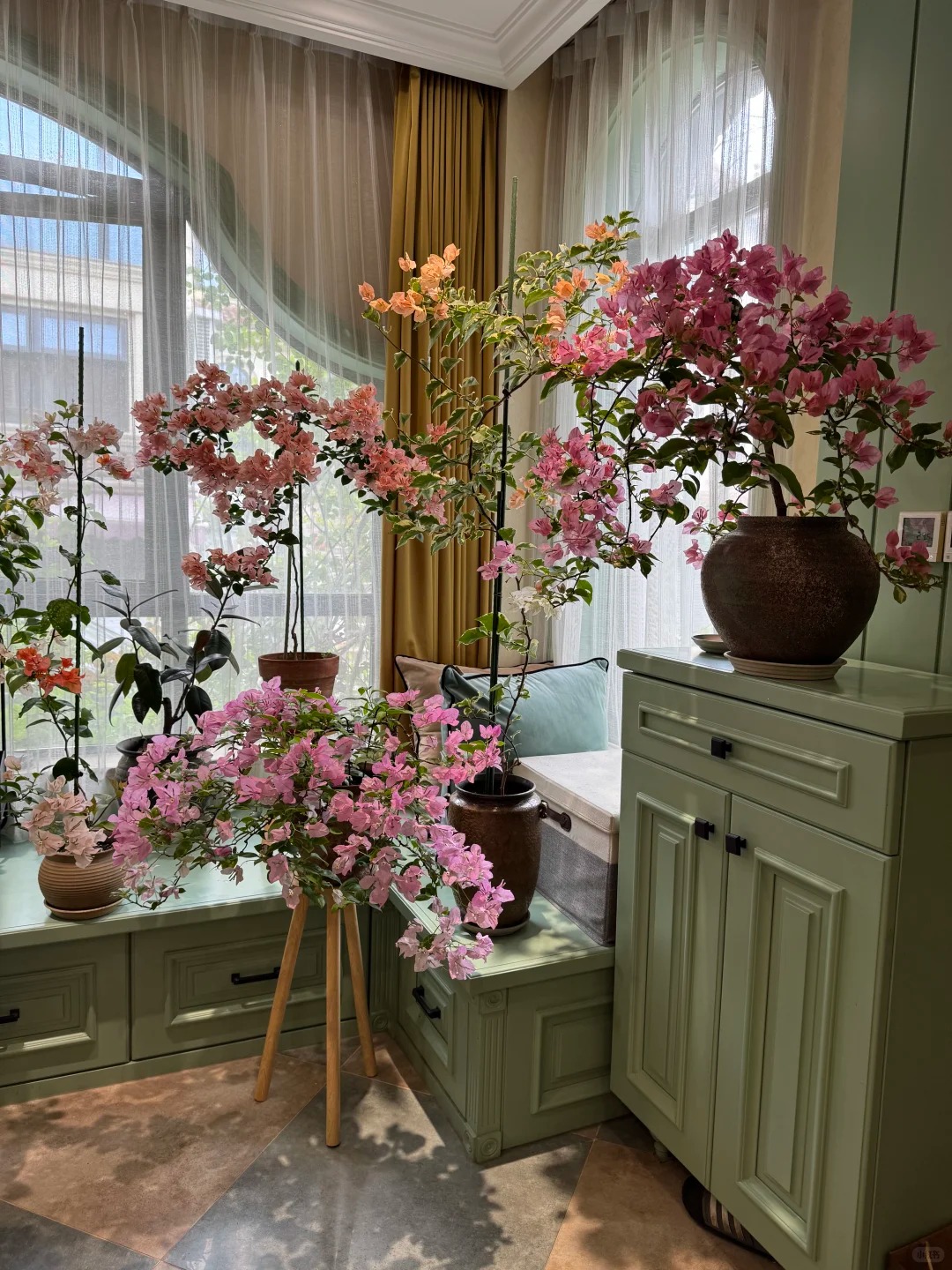 Tết 2026 có nên tậu một chậu hoa giấy bonsai về chưng nhà? Câu trả lời khiến ai yêu cây cũng “xiêu lòng”- Ảnh 32.