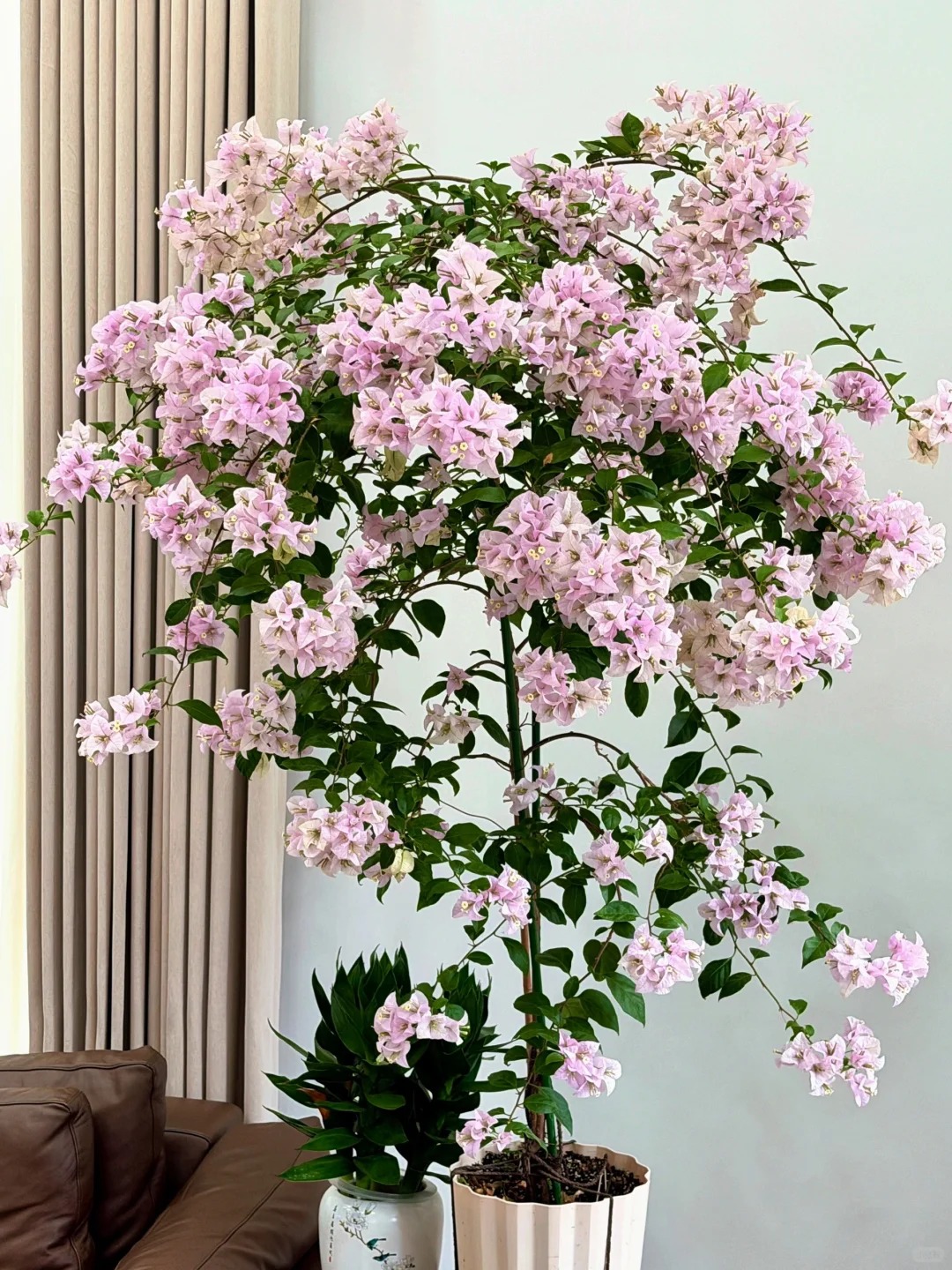 Tết 2026 có nên tậu một chậu hoa giấy bonsai về chưng nhà? Câu trả lời khiến ai yêu cây cũng “xiêu lòng”- Ảnh 8.