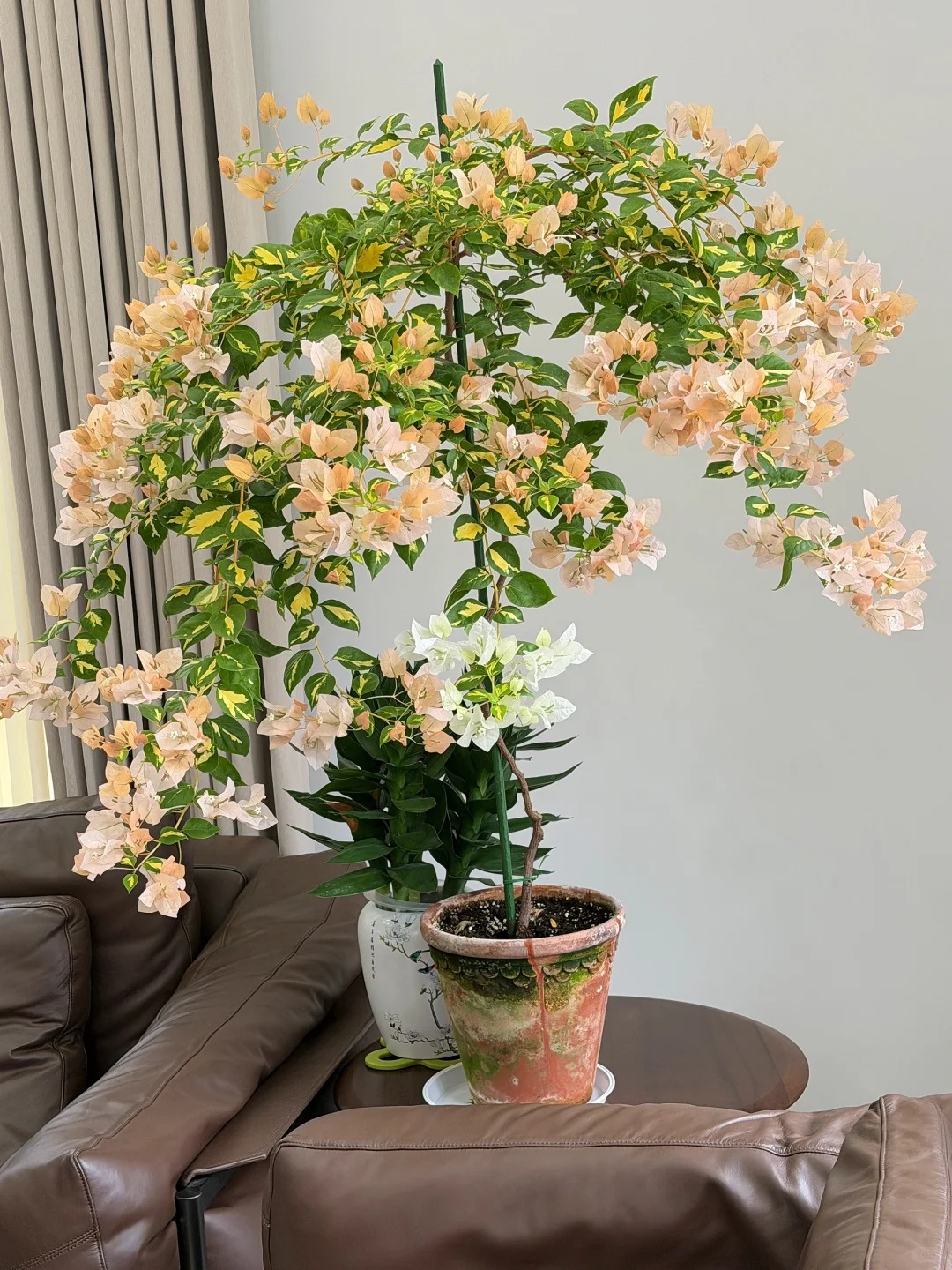 Tết 2026 có nên tậu một chậu hoa giấy bonsai về chưng nhà? Câu trả lời khiến ai yêu cây cũng “xiêu lòng”- Ảnh 9.