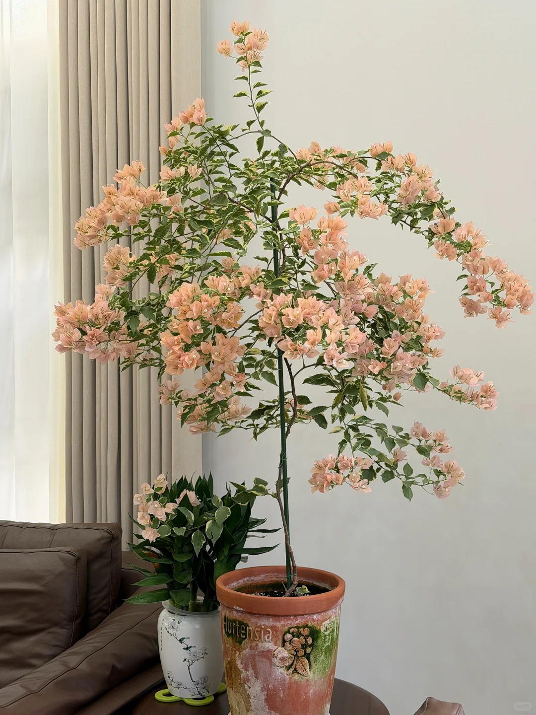 Tết 2026 có nên tậu một chậu hoa giấy bonsai về chưng nhà? Câu trả lời khiến ai yêu cây cũng “xiêu lòng”- Ảnh 10.