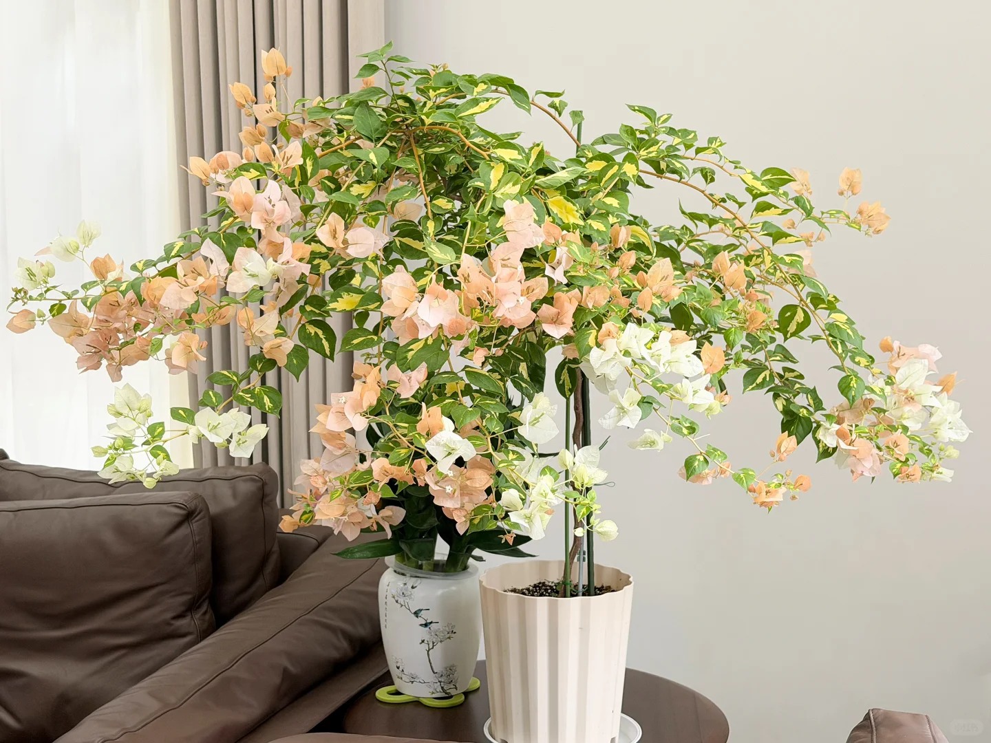 Tết 2026 có nên tậu một chậu hoa giấy bonsai về chưng nhà? Câu trả lời khiến ai yêu cây cũng “xiêu lòng”- Ảnh 11.