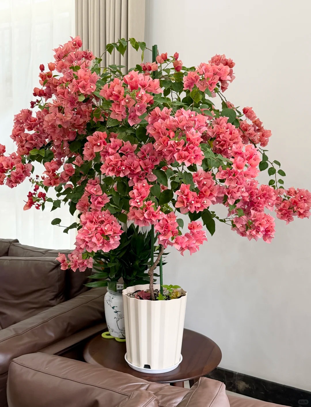 Tết 2026 có nên tậu một chậu hoa giấy bonsai về chưng nhà? Câu trả lời khiến ai yêu cây cũng “xiêu lòng”- Ảnh 12.