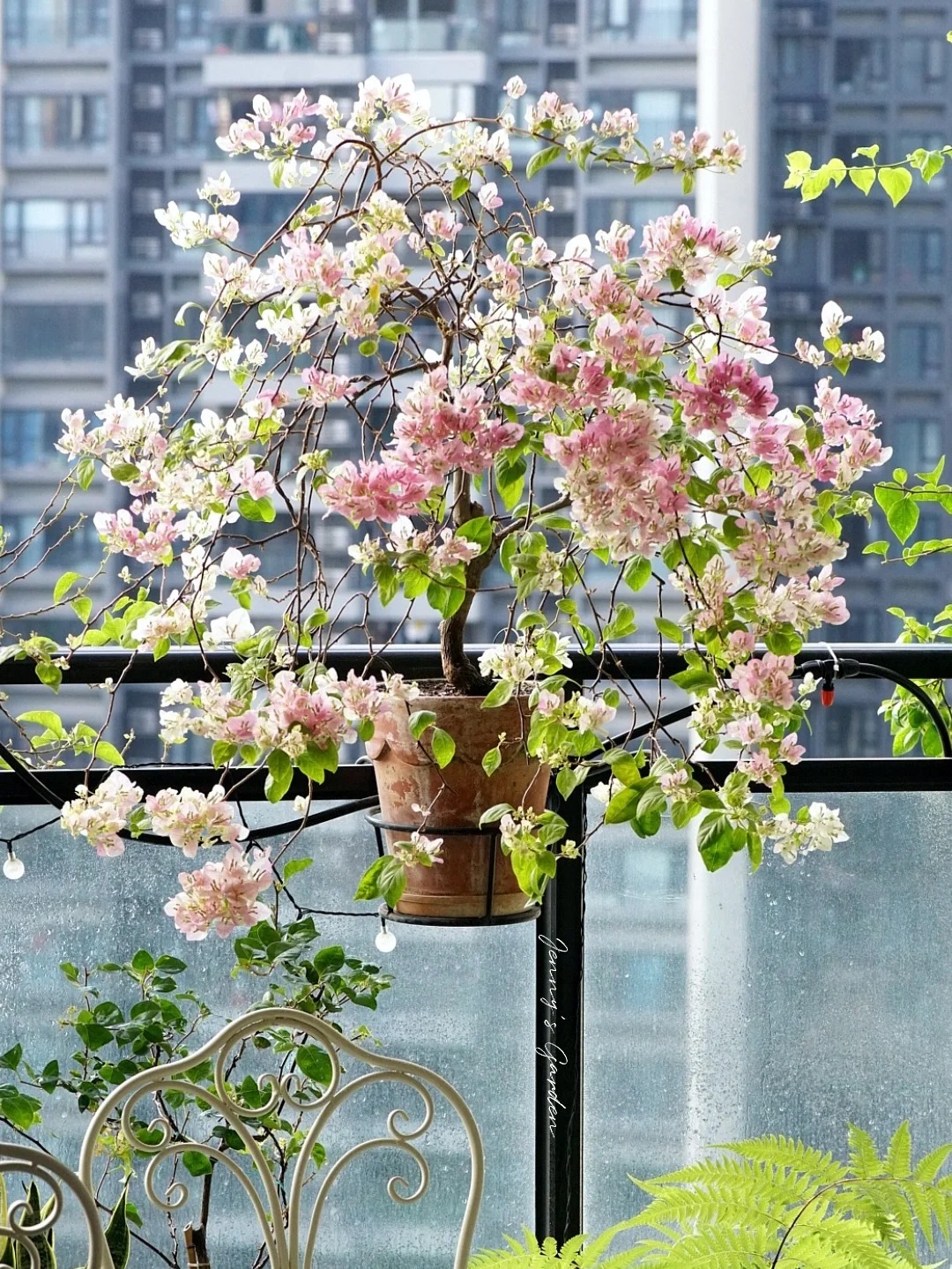 Tết 2026 có nên tậu một chậu hoa giấy bonsai về chưng nhà? Câu trả lời khiến ai yêu cây cũng “xiêu lòng”- Ảnh 33.