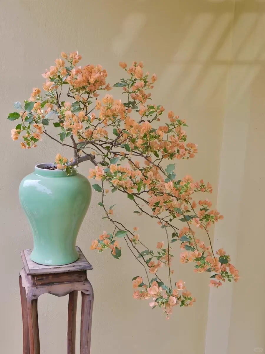 Tết 2026 có nên tậu một chậu hoa giấy bonsai về chưng nhà? Câu trả lời khiến ai yêu cây cũng “xiêu lòng”- Ảnh 1.