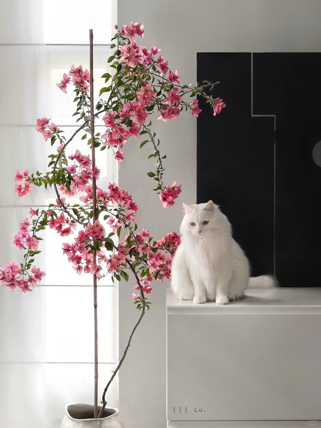 Tết 2026 có nên tậu một chậu hoa giấy bonsai về chưng nhà? Câu trả lời khiến ai yêu cây cũng “xiêu lòng”- Ảnh 2.