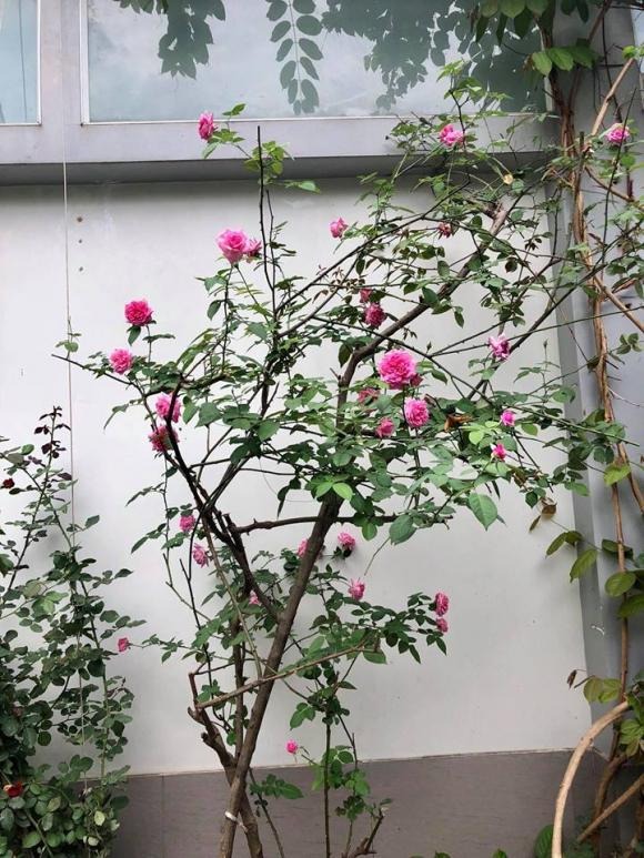 Nơi dưỡng già của NSND Hồng Vân- Ảnh 5.