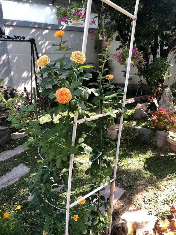 Nơi dưỡng già của NSND Hồng Vân- Ảnh 6.