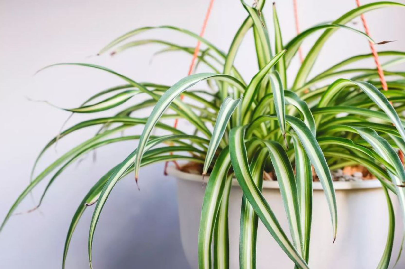 5 loại cây lọc sạch không khí NASA khuyên trồng, Việt Nam rất sẵn: Cực dễ sống- Ảnh 2.