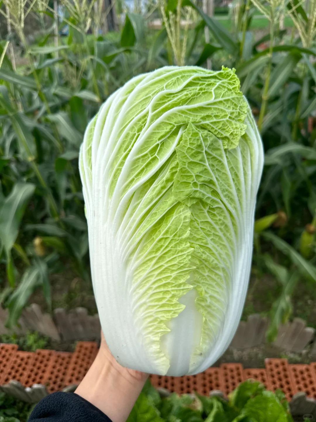 Mẹo chọn cải thảo siêu chuẩn của dân bán rau: Nhìn một chỗ ít ai để ý, là biết ngay ngon hay dở!- Ảnh 3. Mẹo chọn cải thảo siêu chuẩn của dân bán rau: Nhìn một chỗ ít ai để ý, là biết ngay ngon hay dở!- Ảnh 3.