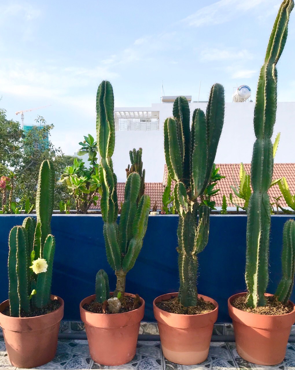 3 loại cây nhìn đẹp nhưng “nuôi khí âm”: Để càng lâu, nhà càng xuống vận- Ảnh 3.