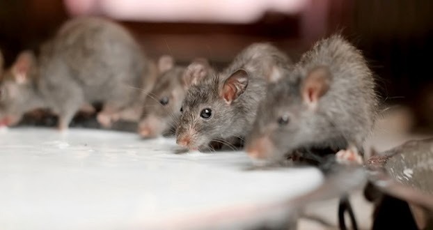 Chuột lẻn vào nhà, điềm báo bạn không ngờ tới- Ảnh 2.