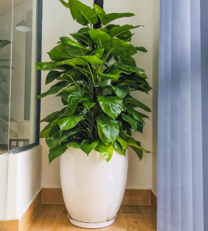 3 loại cây nhìn đẹp nhưng “nuôi khí âm”: Để càng lâu, nhà càng xuống vận- Ảnh 1.