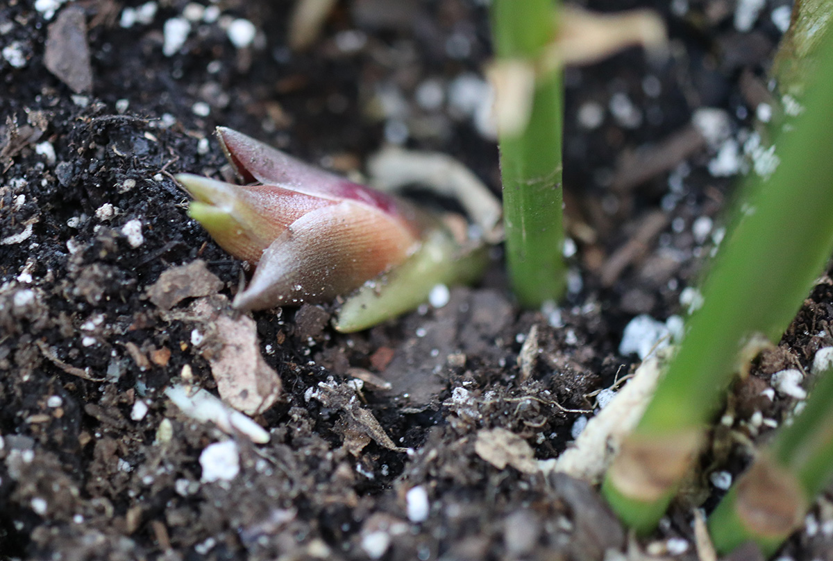 Loại rau người Nhật coi như "nhân sâm châu Á": Mọc đầy Việt Nam nhưng ít người biết- Ảnh 1.