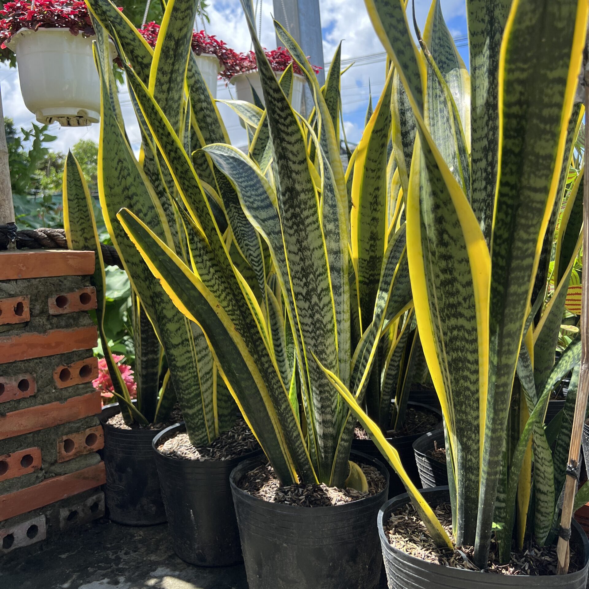 3 loại cây nhìn đẹp nhưng “nuôi khí âm”: Để càng lâu, nhà càng xuống vận- Ảnh 2.