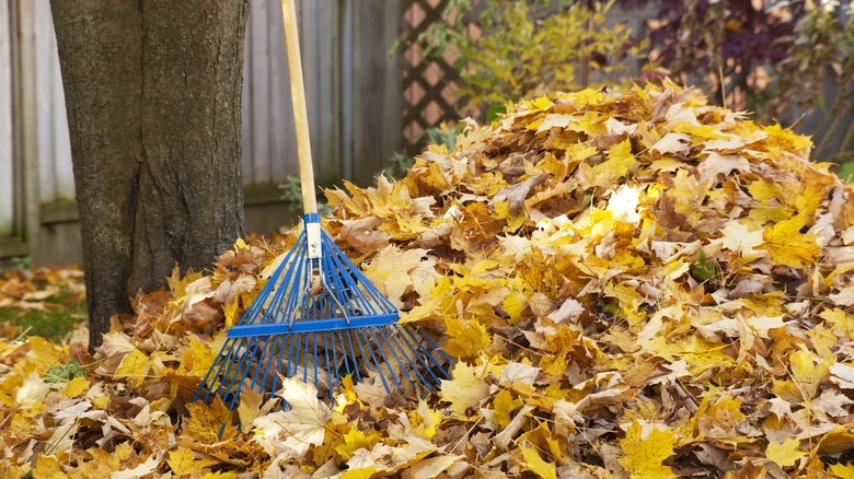 Bất ngờ với 8 "thủ phạm" dẫn rắn tới nhà- Ảnh 2. Bất ngờ với 8 "thủ phạm" dẫn rắn tới nhà- Ảnh 2.