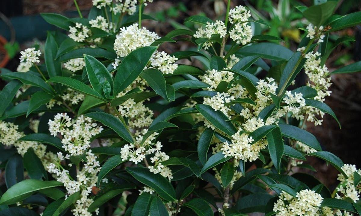 Loại cây 'hút' tài lộc và may mắn: Trồng trong nhà giúp không khí trong lành, gia đình ít bệnh tật- Ảnh 1.