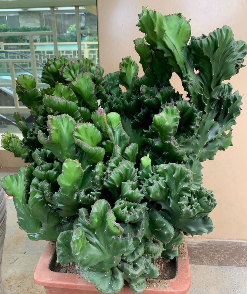 Ông bà dặn không sai: 3 cây đuổi tà ma trừ âm khí, nhà nào cũng nên trồng- Ảnh 1.