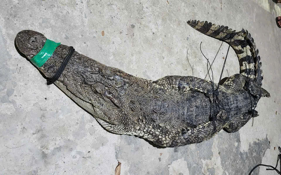 Hốt hoảng khi cá sấu dài 2m dính lưới trên sông Cái Cỏ ở Tây Ninh- Ảnh 1.