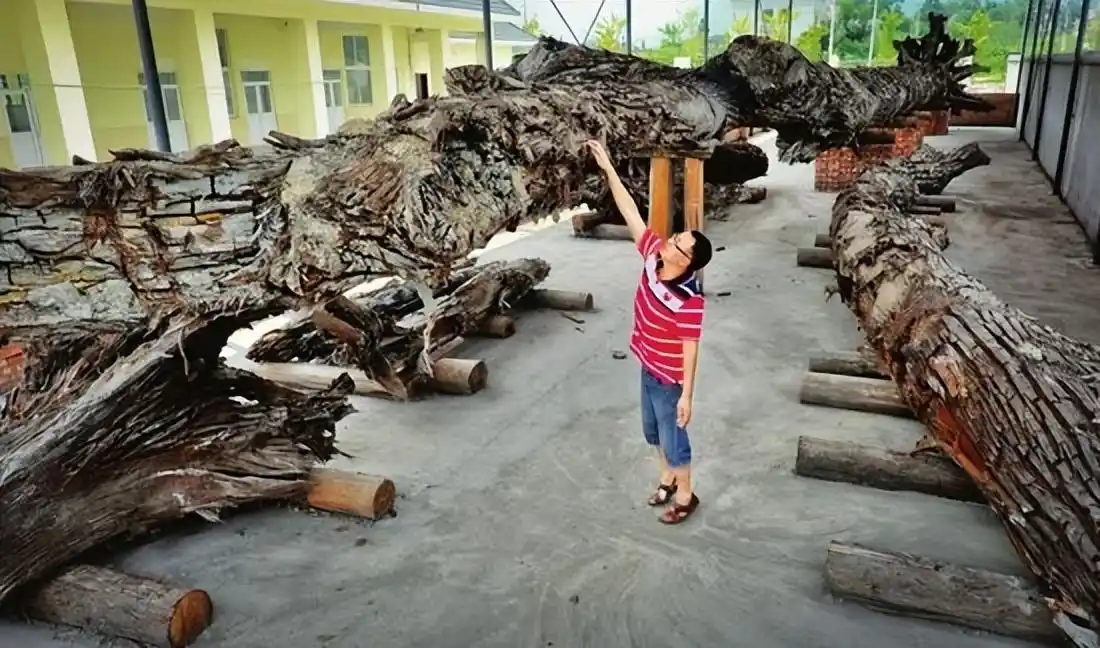 Người đàn ông đào được khúc gỗ đen sì tỏa ra mùi thơm, dài hơn 30m, nặng 60.000 kg: Cảnh sát lập tức phong tỏa hiện trường- Ảnh 3. Người đàn ông đào được khúc gỗ đen sì tỏa ra mùi thơm, dài hơn 30m, nặng 60.000 kg: Cảnh sát lập tức phong tỏa hiện trường- Ảnh 3.