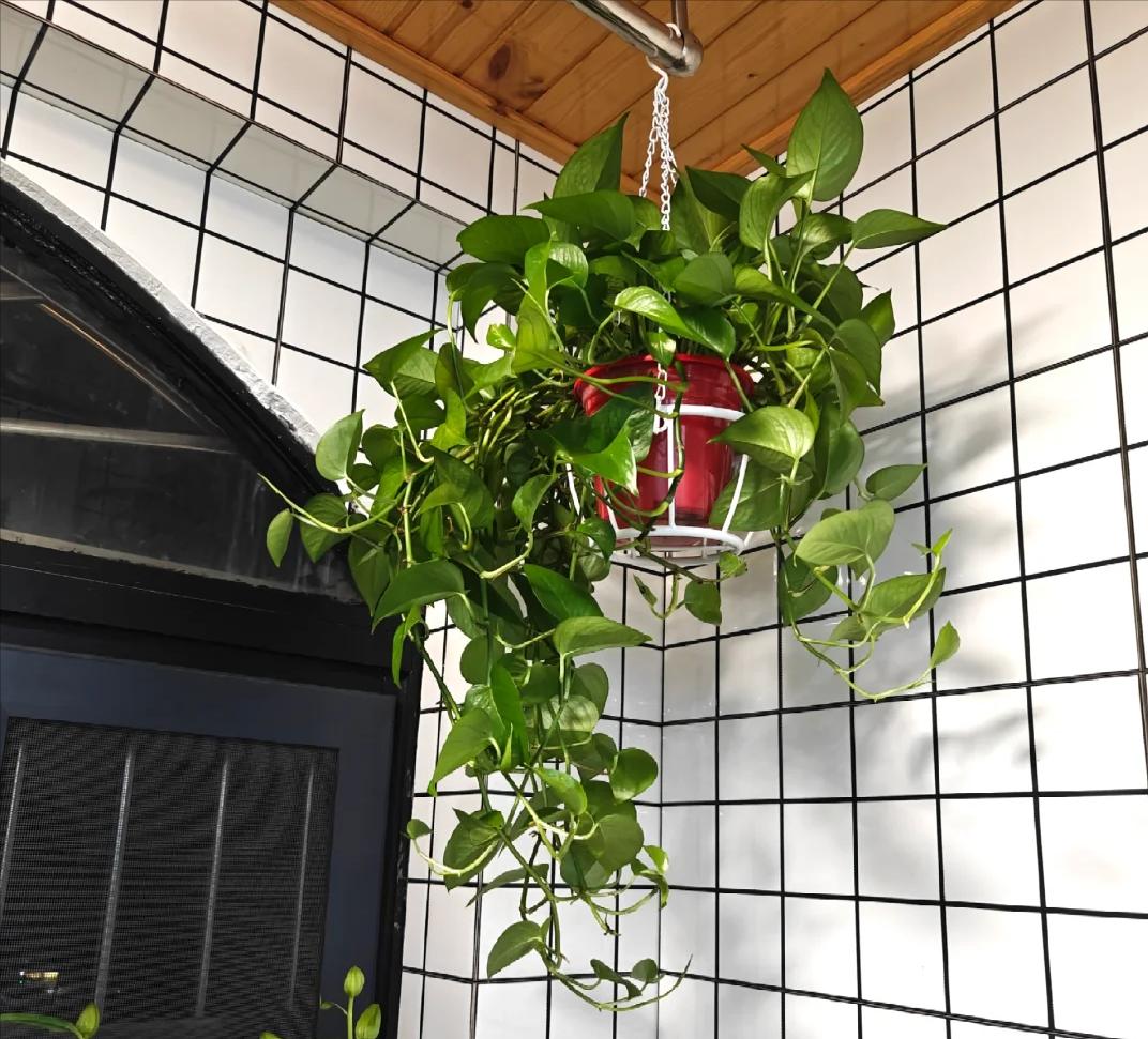 May mắn lắm tôi mới biết để bỏ 5 loại hoa này trong nhà: “Hoa thì tươi, còn người thì không” - nếu nhà bạn có, nên chuyển chúng ra ngoài ngay- Ảnh 1.