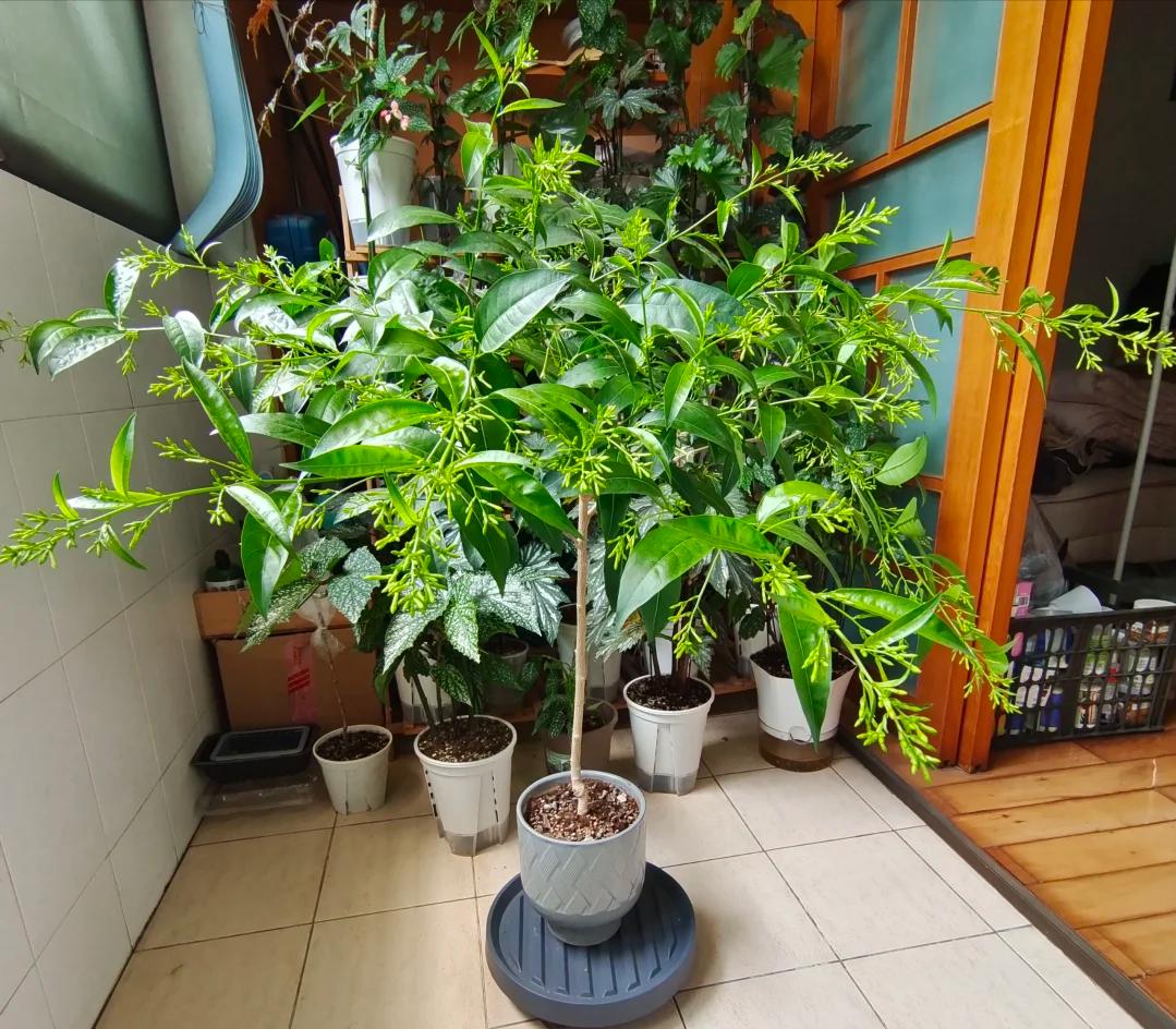 May mắn lắm tôi mới biết để bỏ 5 loại hoa này trong nhà: “Hoa thì tươi, còn người thì không” - nếu nhà bạn có, nên chuyển chúng ra ngoài ngay- Ảnh 4.