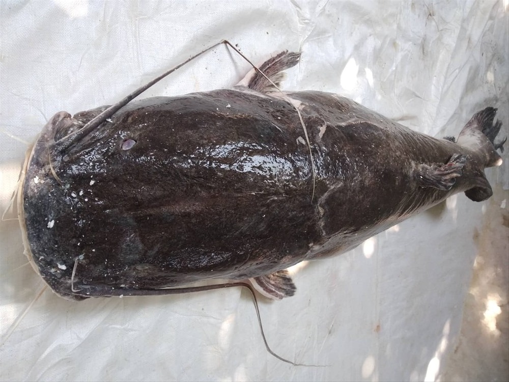 Săn “thủy quái” trên dòng sông chảy ngược ở Tây nguyên- Ảnh 1.