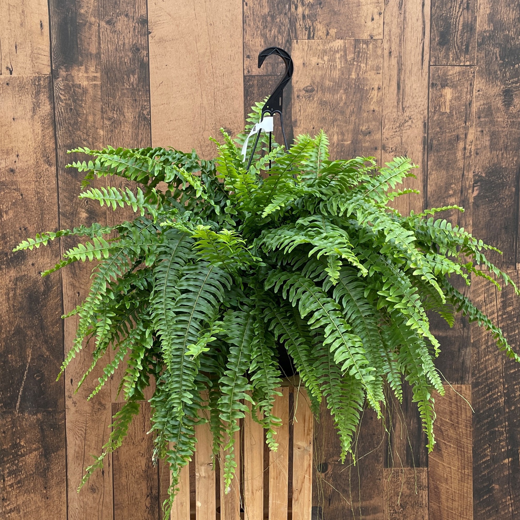 NASA gọi tên 10 loại cây lọc không khí tốt nhất trong nhà- Ảnh 2. NASA gọi tên 10 loại cây lọc không khí tốt nhất trong nhà- Ảnh 2.