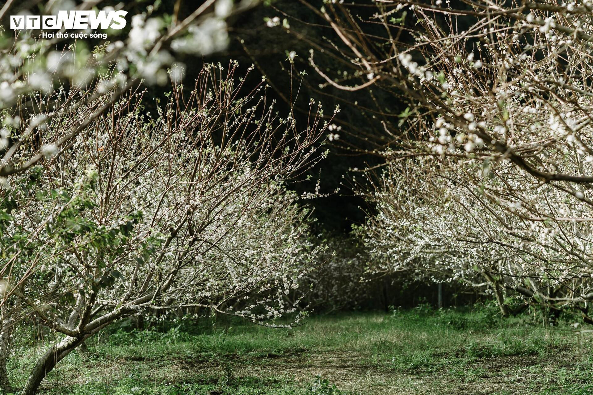 Hoa mận nở sớm, Mộc Châu toả sắc trắng tinh khôi giữa tháng 11- Ảnh 1.