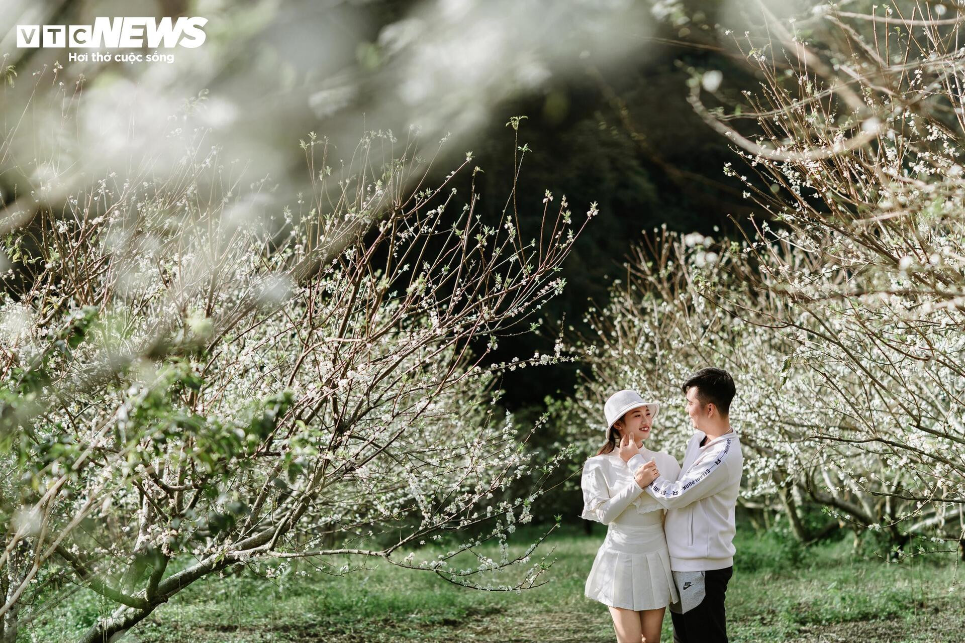 Hoa mận nở sớm, Mộc Châu toả sắc trắng tinh khôi giữa tháng 11- Ảnh 5.