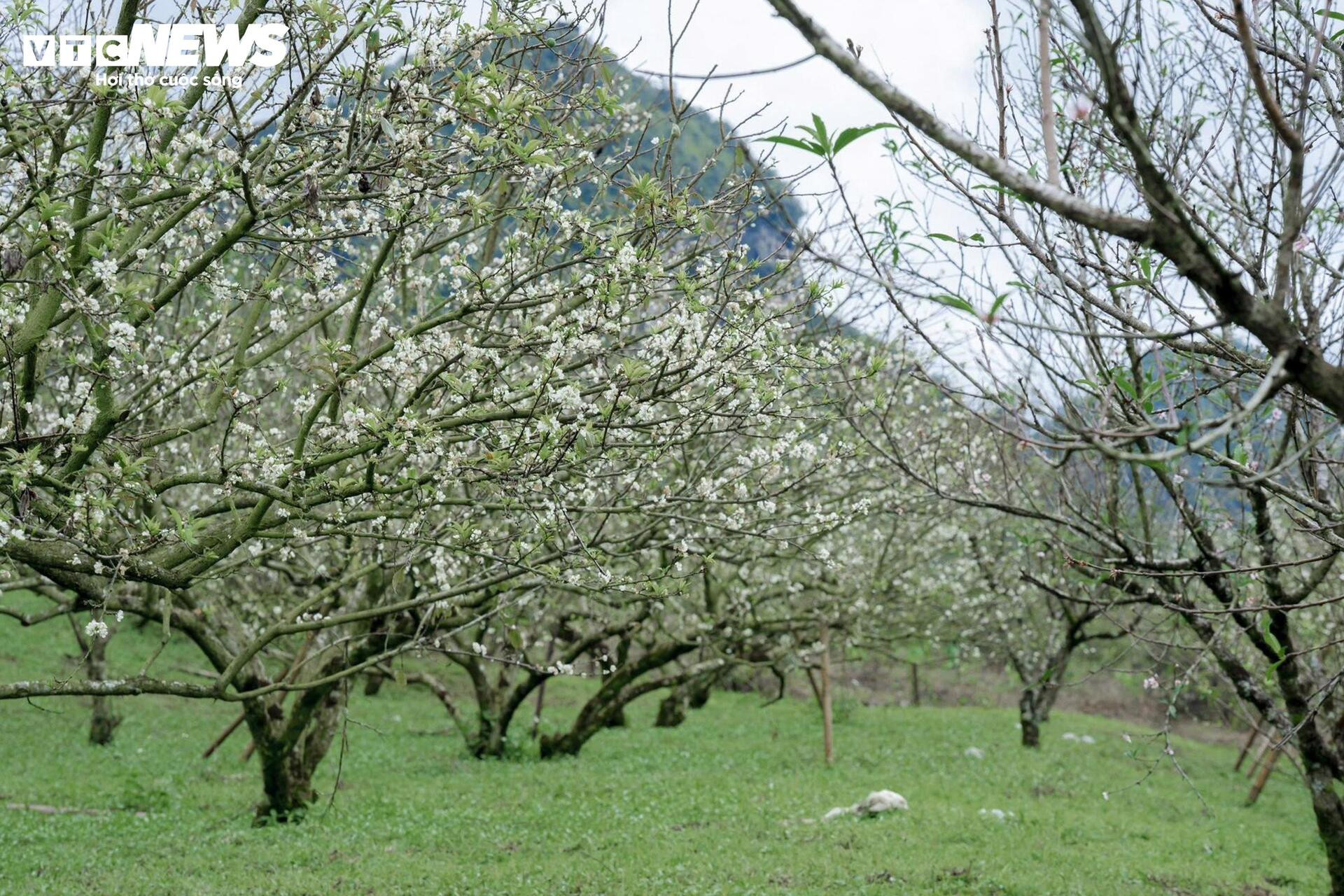 Hoa mận nở sớm, Mộc Châu toả sắc trắng tinh khôi giữa tháng 11- Ảnh 12.