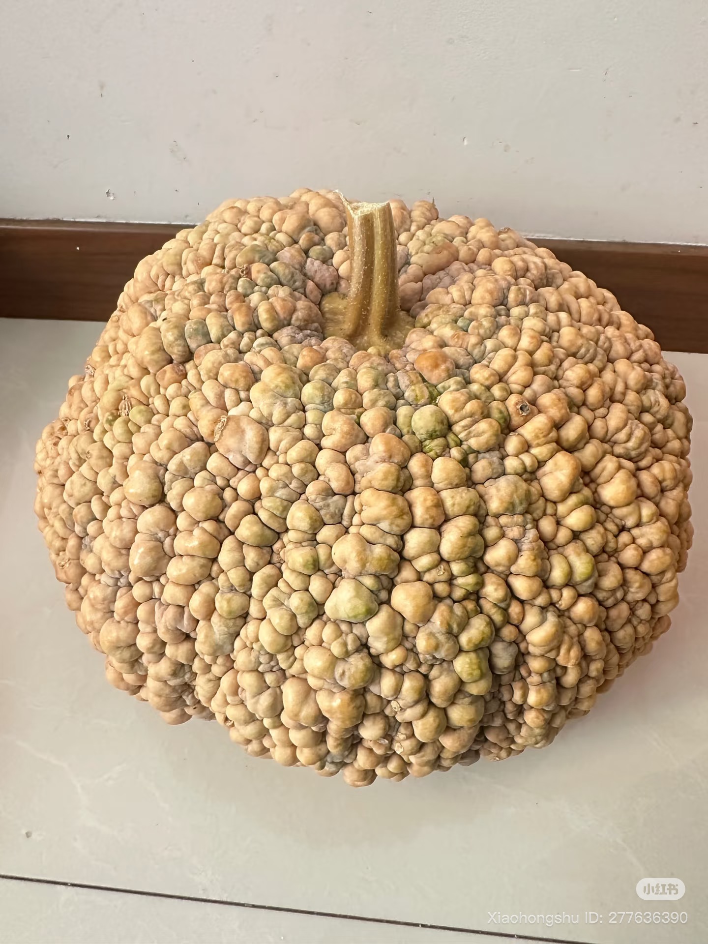 "Sởn gai ốc" trước quả bí đỏ nổi mụn cóc tại Việt Nam- Ảnh 2. "Sởn gai ốc" trước quả bí đỏ nổi mụn cóc tại Việt Nam- Ảnh 2.