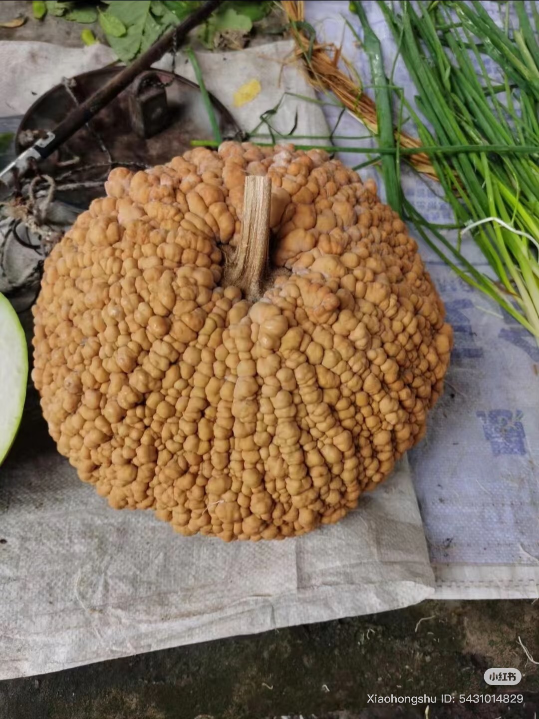 "Sởn gai ốc" trước quả bí đỏ nổi mụn cóc tại Việt Nam- Ảnh 3. "Sởn gai ốc" trước quả bí đỏ nổi mụn cóc tại Việt Nam- Ảnh 3.