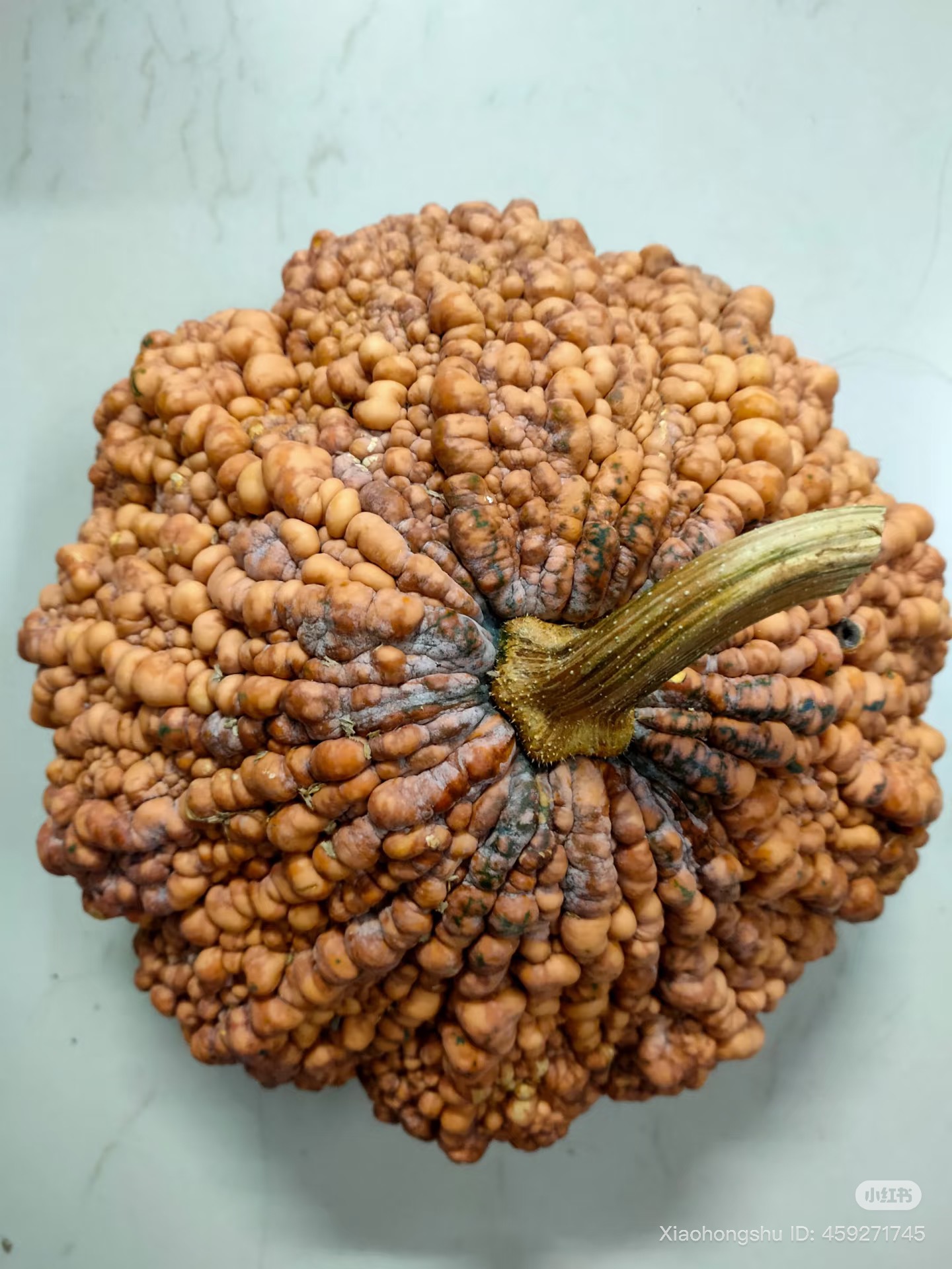 "Sởn gai ốc" trước quả bí đỏ nổi mụn cóc tại Việt Nam- Ảnh 4. "Sởn gai ốc" trước quả bí đỏ nổi mụn cóc tại Việt Nam- Ảnh 4.