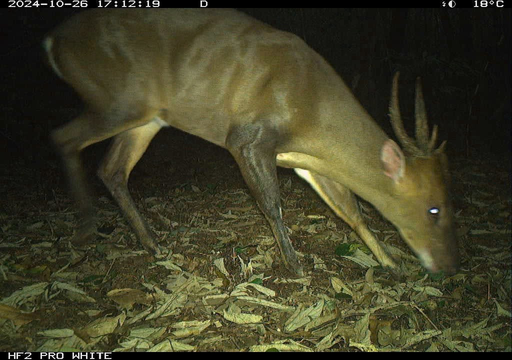 Tìm thấy loài gấu cực kỳ quý hiếm ngoài tự nhiên- Ảnh 2.