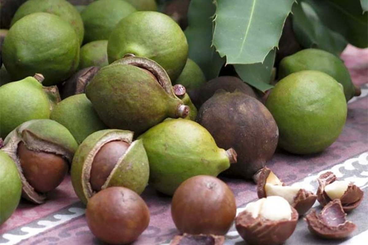 Loại hạt “giá trên trời” khiến thế giới săn lùng, Việt Nam lại có sẵn- Ảnh 2.