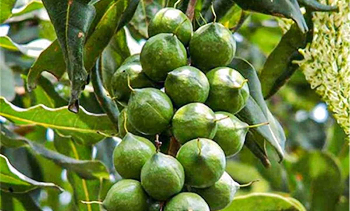 Loại hạt “giá trên trời” khiến thế giới săn lùng, Việt Nam lại có sẵn- Ảnh 1.