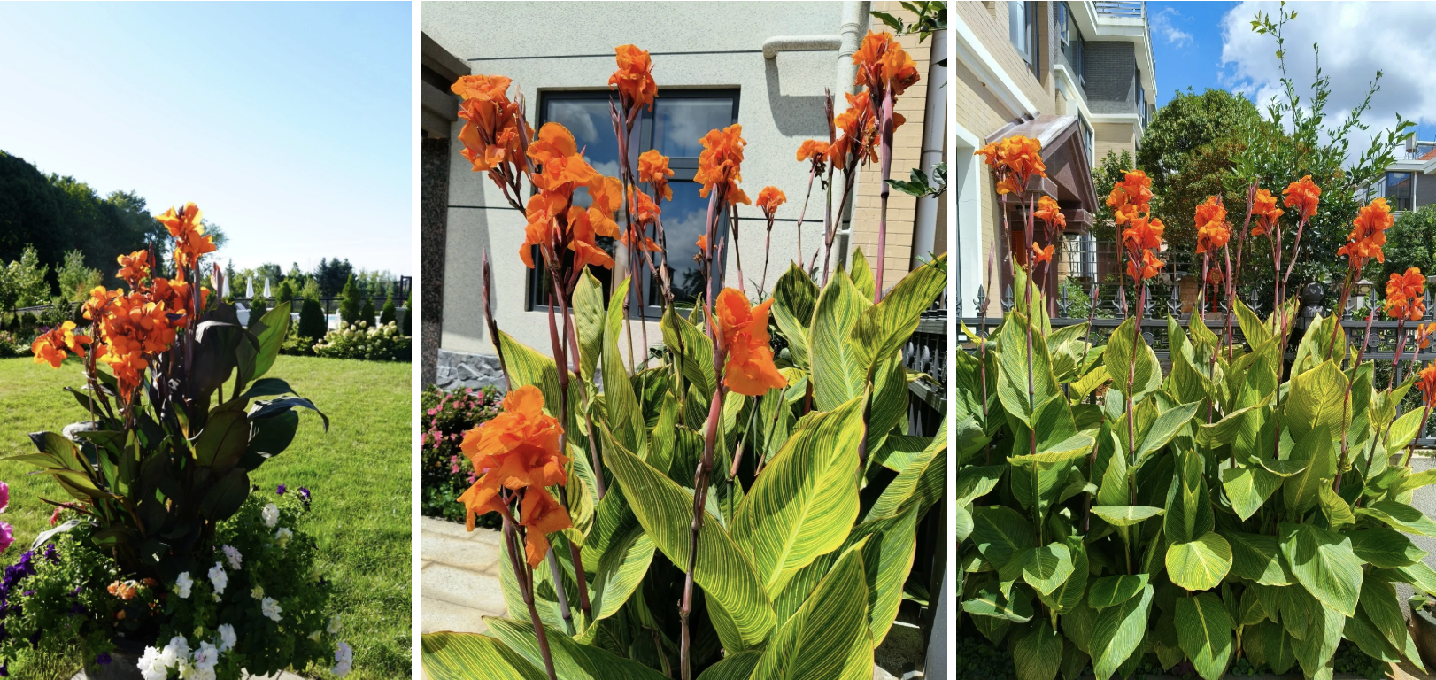 Hoa dong riềng bỗng hot: Loài hoa tưởng bị "ra rìa" nay gây sốt vì đẹp sang bất ngờ, nở rực ba mùa trong năm, trồng phát lên luôn- Ảnh 5.