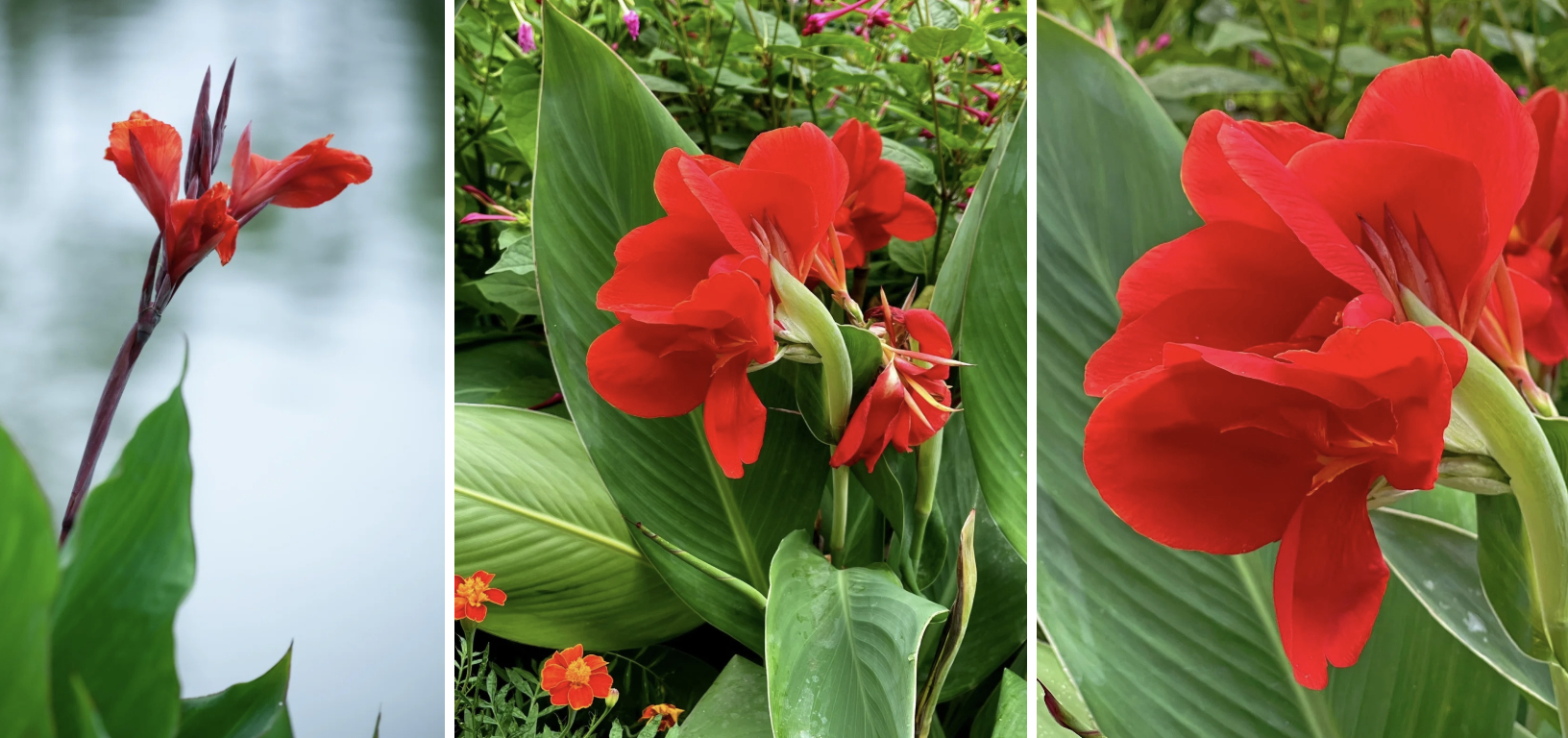 Hoa dong riềng bỗng hot: Loài hoa tưởng bị "ra rìa" nay gây sốt vì đẹp sang bất ngờ, nở rực ba mùa trong năm, trồng phát lên luôn- Ảnh 7.