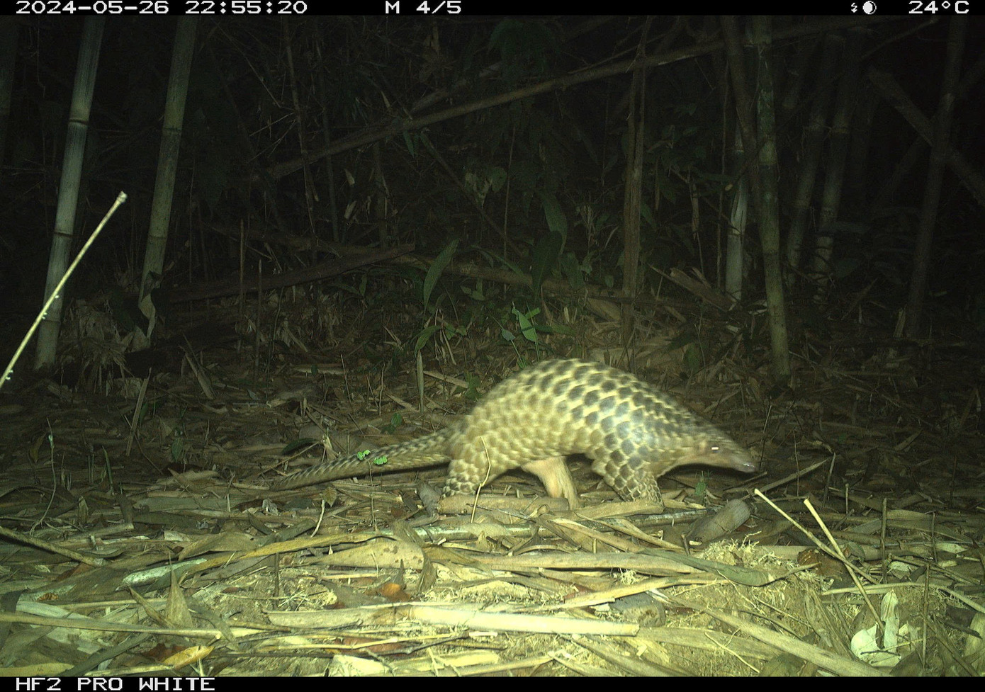 Tìm thấy loài gấu cực kỳ quý hiếm ngoài tự nhiên- Ảnh 8.