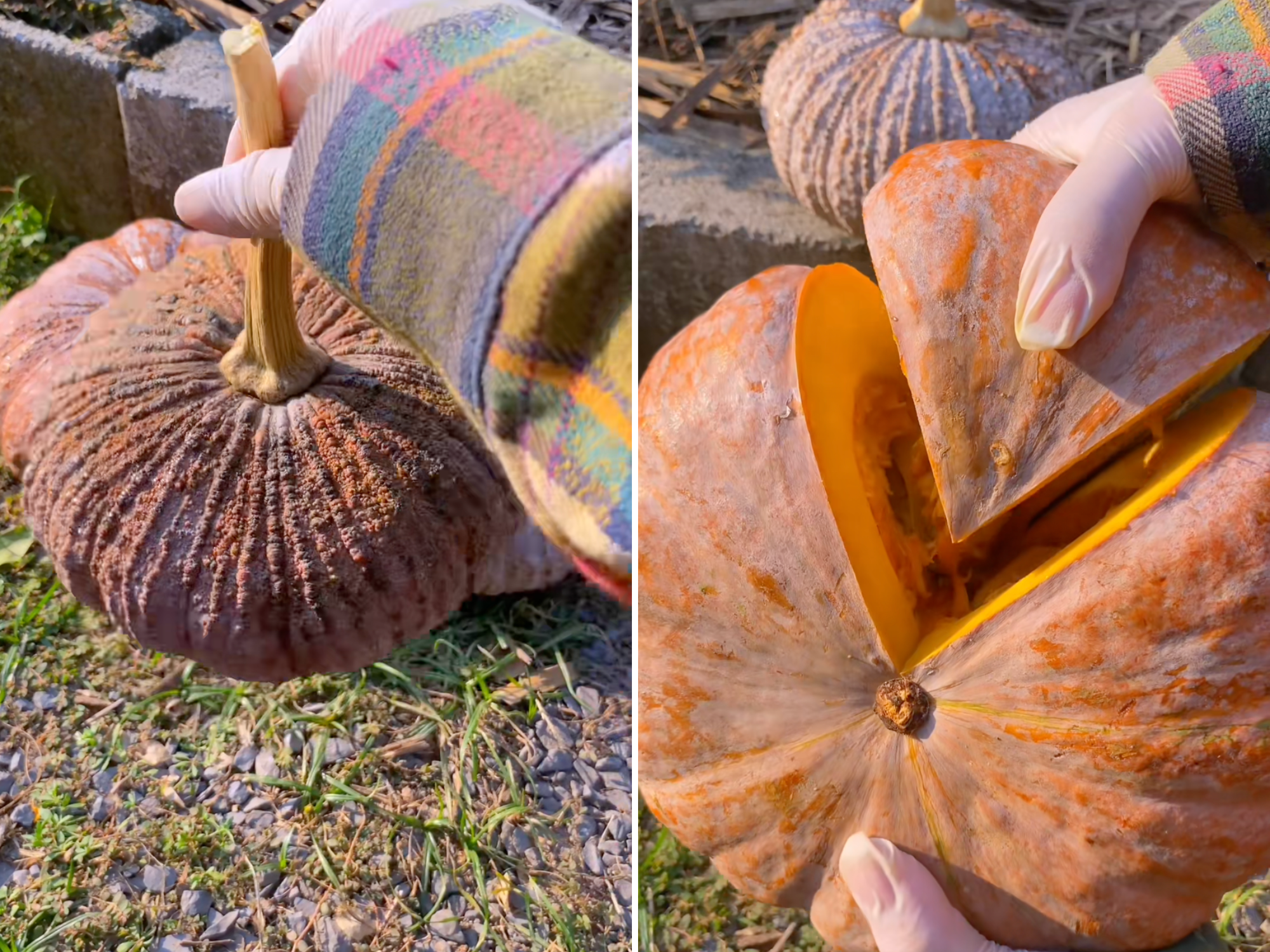 "Sởn gai ốc" trước quả bí đỏ nổi mụn cóc tại Việt Nam- Ảnh 1. "Sởn gai ốc" trước quả bí đỏ nổi mụn cóc tại Việt Nam- Ảnh 1.