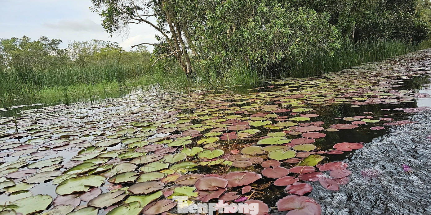 Hành trình đưa 'chất xưa' lại Đồng Tháp Mười gọi đón đàn sếu quý hiếm trở về- Ảnh 3.