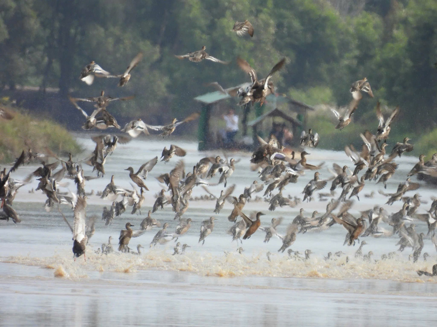 Hành trình đưa 'chất xưa' lại Đồng Tháp Mười gọi đón đàn sếu quý hiếm trở về- Ảnh 4.