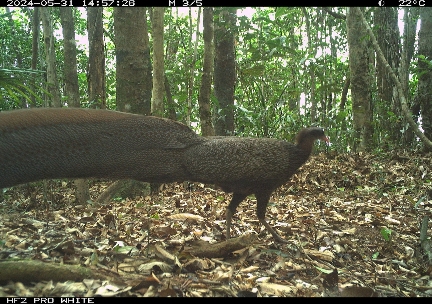 Tìm thấy loài gấu cực kỳ quý hiếm ngoài tự nhiên- Ảnh 4.