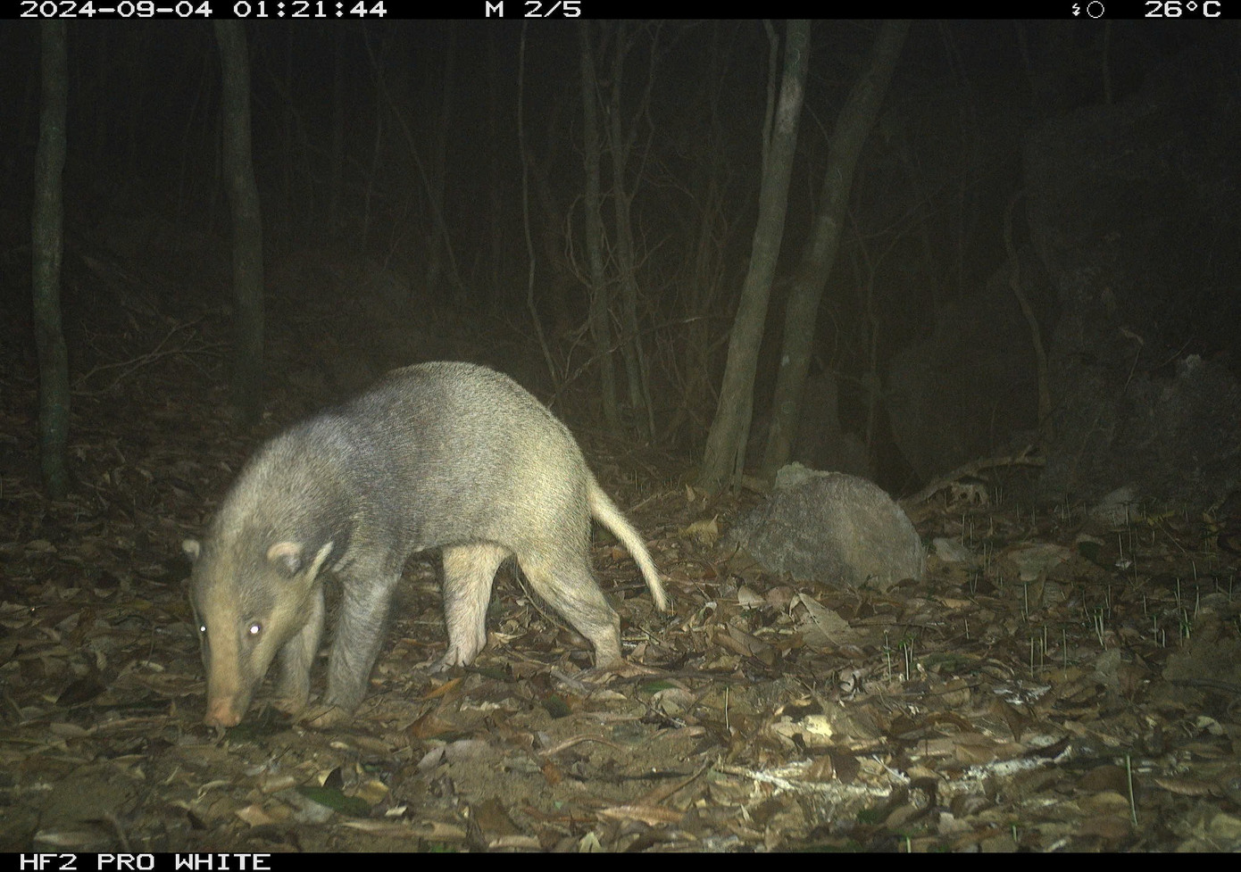 Tìm thấy loài gấu cực kỳ quý hiếm ngoài tự nhiên- Ảnh 6.