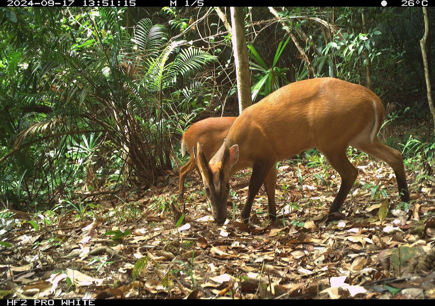 Tìm thấy loài gấu cực kỳ quý hiếm ngoài tự nhiên- Ảnh 5.