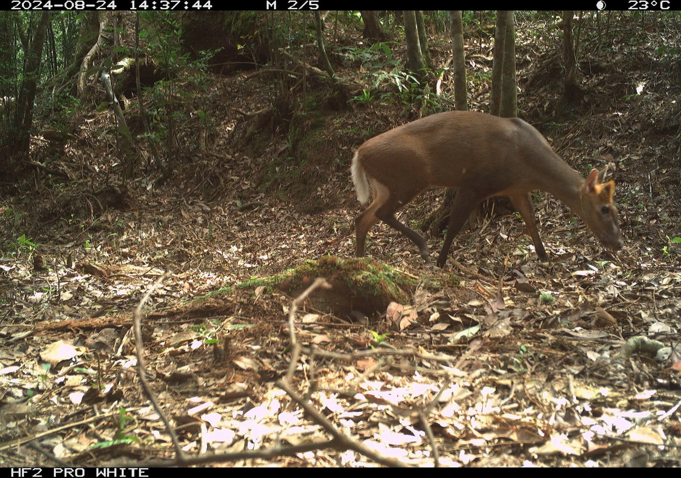 Tìm thấy loài gấu cực kỳ quý hiếm ngoài tự nhiên- Ảnh 3.