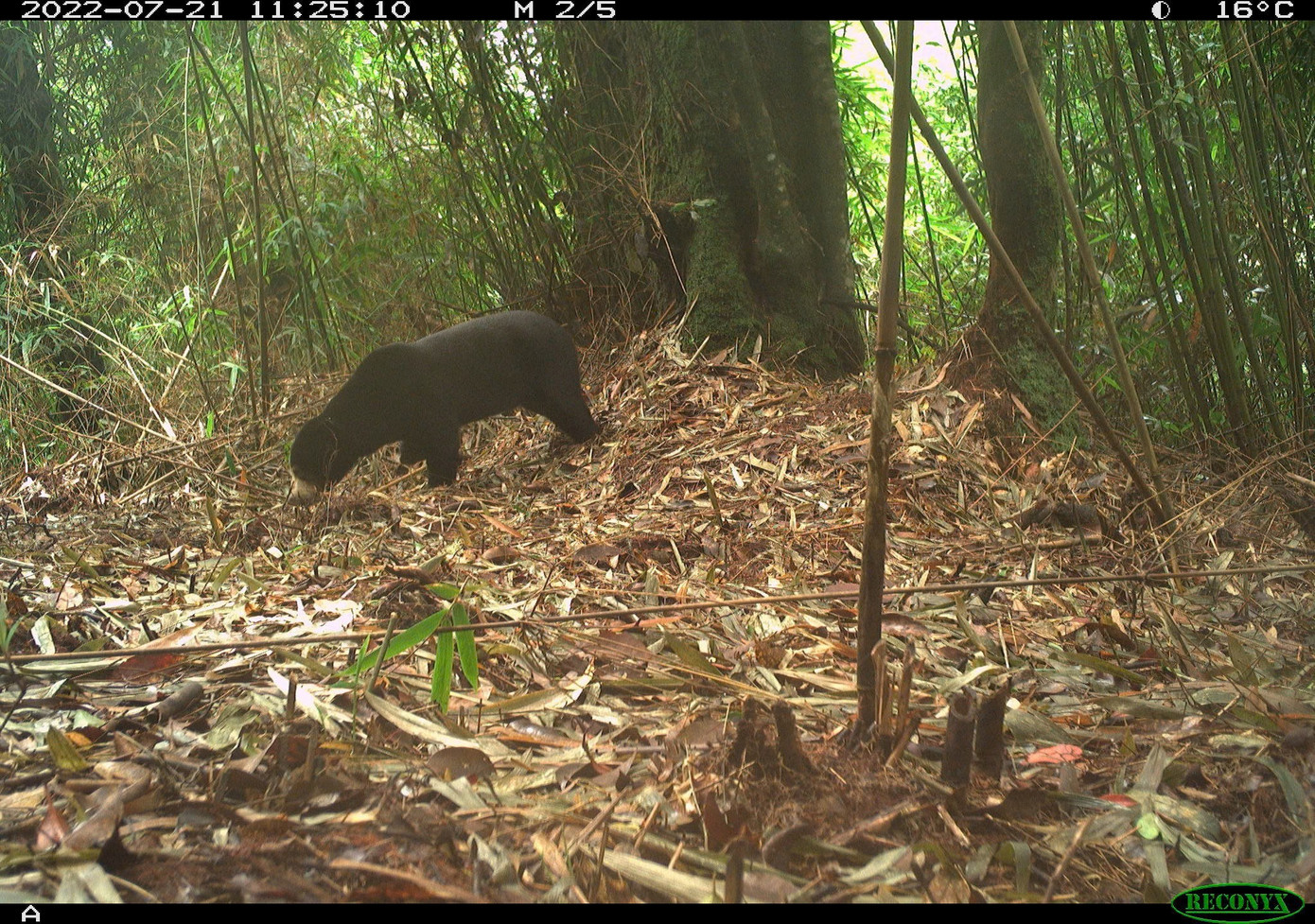 Tìm thấy loài gấu cực kỳ quý hiếm ngoài tự nhiên- Ảnh 1.