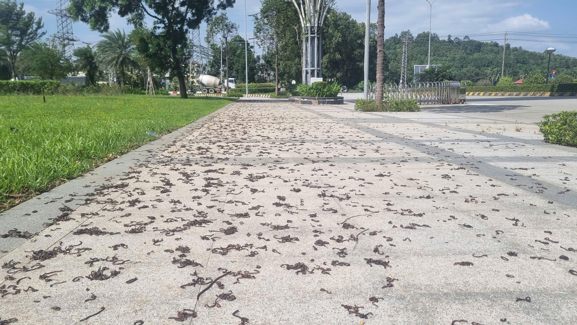 Quảng Ngãi: Hiện tượng kỳ lạ khi hàng ngàn con giun trồi lên mặt đất- Ảnh 1. Quảng Ngãi: Hiện tượng kỳ lạ khi hàng ngàn con giun trồi lên mặt đất- Ảnh 1.